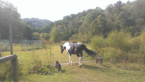 A peaceful moment on Barbara Volk's farm in Lewis County, W.Va.