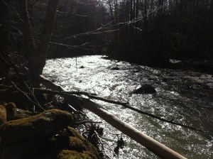 Mill Creek as it runs through the property of Joao Barroso
