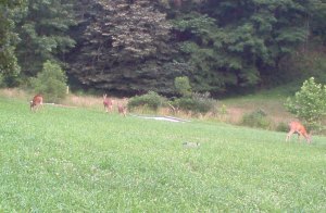 Several deer, including a fawn, graze in a field in a West Virginia hollow